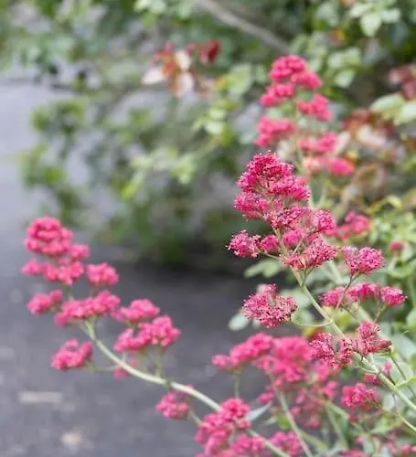 La Charmille - Grande Maison Bourgeoise, 35 Kms Du Futuroscope