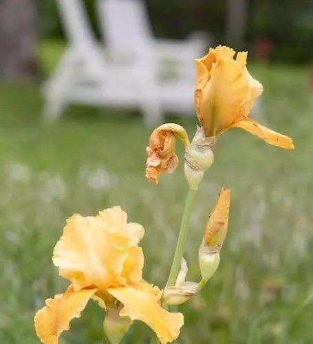 別荘 La Charmille - Grande Maison Bourgeoise, 35 Kms Du Futuroscope *