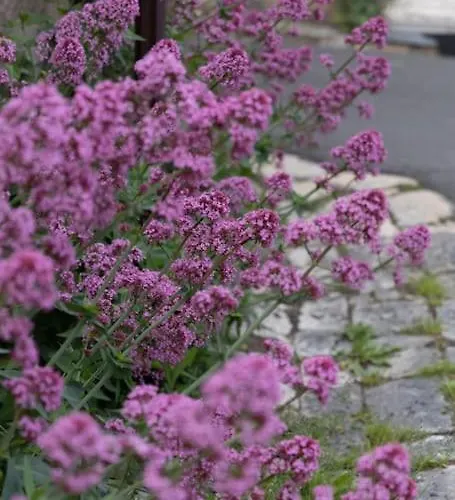 別荘 La Charmille - Grande Maison Bourgeoise, 35 Kms Du Futuroscope *